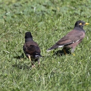 Acridotheres tristis at Sullivans Creek, Lyneham South - 16 Apr 2024 10:56 AM