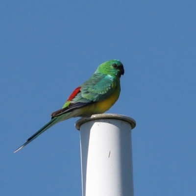 Psephotus haematonotus (Red-rumped Parrot) at Sullivans Creek, Lyneham South - 16 Apr 2024 by AlisonMilton