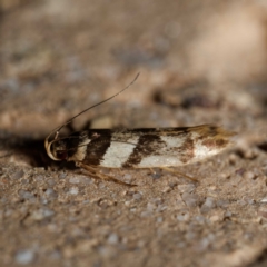 Macrobathra desmotoma ( A Cosmet moth) at Harrison, ACT - 7 Apr 2024 by DPRees125