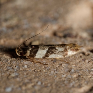 Macrobathra desmotoma ( A Cosmet moth) at suppressed by DPRees125