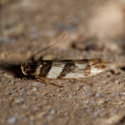 Macrobathra desmotoma ( A Cosmet moth) at suppressed - 7 Apr 2024 by DPRees125