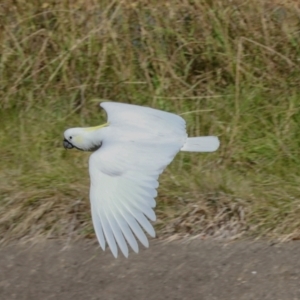 Cacatua galerita at Sullivans Creek, Lyneham South - 16 Apr 2024