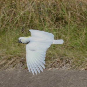 Cacatua galerita at Sullivans Creek, Lyneham South - 16 Apr 2024 11:05 AM
