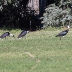 Threskiornis spinicollis at Sullivans Creek, Lyneham South - 16 Apr 2024