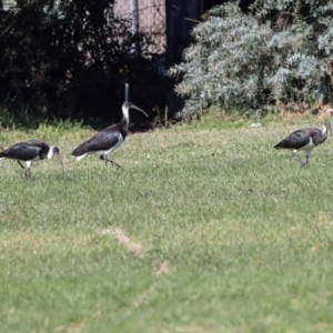 Threskiornis spinicollis at Sullivans Creek, Lyneham South - 16 Apr 2024