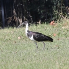 Threskiornis spinicollis at Sullivans Creek, Lyneham South - 16 Apr 2024 11:01 AM