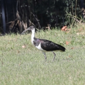 Threskiornis spinicollis at Sullivans Creek, Lyneham South - 16 Apr 2024