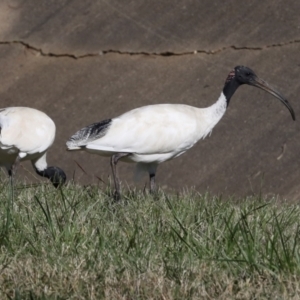 Threskiornis molucca at Sullivans Creek, Lyneham South - 16 Apr 2024 11:02 AM