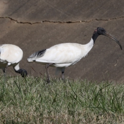 Threskiornis molucca (Australian White Ibis) at Sullivans Creek, Lyneham South - 16 Apr 2024 by AlisonMilton