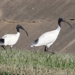 Threskiornis molucca at Sullivans Creek, Lyneham South - 16 Apr 2024 11:02 AM