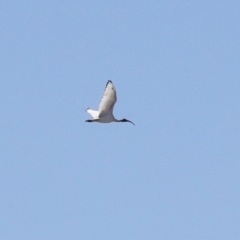 Threskiornis molucca at Sullivans Creek, Lyneham South - 16 Apr 2024