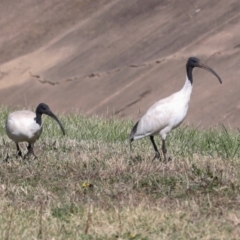 Threskiornis molucca at Sullivans Creek, Lyneham South - 16 Apr 2024 11:02 AM