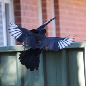 Corcorax melanorhamphos (White-winged Chough) at Lyneham, ACT by AlisonMilton