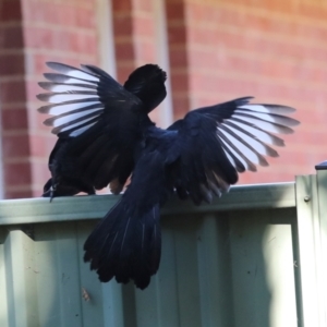 Corcorax melanorhamphos at Lyneham, ACT - 16 Apr 2024