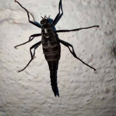 Boreoides subulatus (Wingless Soldier Fly) at Mawson, ACT - 15 Apr 2024 by KateU