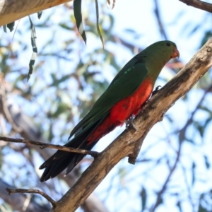 Alisterus scapularis at Magpie Hill Park, Lyneham - 16 Apr 2024