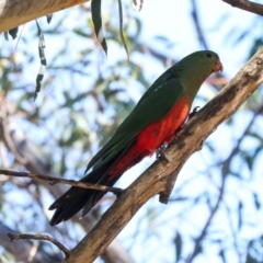 Alisterus scapularis (Australian King-Parrot) at Magpie Hill Park, Lyneham - 16 Apr 2024 by AlisonMilton