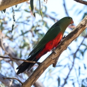 Alisterus scapularis (Australian King-Parrot) at Magpie Hill Park, Lyneham by AlisonMilton