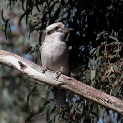 Dacelo novaeguineae (Laughing Kookaburra) at Magpie Hill Park, Lyneham - 16 Apr 2024 by AlisonMilton