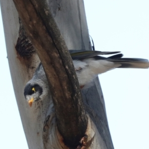 Manorina melanocephala at Magpie Hill Park, Lyneham - 16 Apr 2024