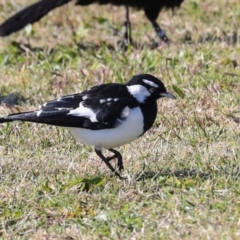 Grallina cyanoleuca at Sullivans Creek, Lyneham South - 16 Apr 2024 10:51 AM