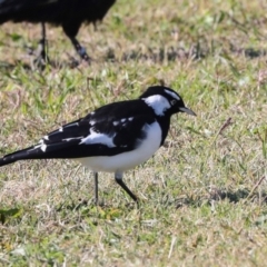 Grallina cyanoleuca at Sullivans Creek, Lyneham South - 16 Apr 2024 10:51 AM