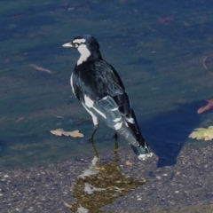 Grallina cyanoleuca at Sullivans Creek, Lyneham South - 16 Apr 2024 10:51 AM