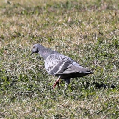 Columba livia (Rock Dove (Feral Pigeon)) at Sullivans Creek, Lyneham South - 16 Apr 2024 by AlisonMilton