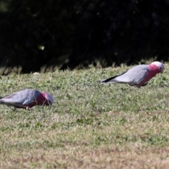 Eolophus roseicapilla (Galah) at Lyneham, ACT - 16 Apr 2024 by AlisonMilton