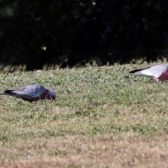 Eolophus roseicapilla at Sullivans Creek, Lyneham South - 16 Apr 2024 10:42 AM