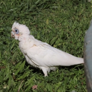 Cacatua sanguinea at Sullivans Creek, Lyneham South - 16 Apr 2024 10:55 AM