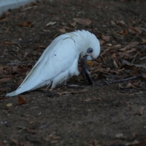 Cacatua sanguinea at Sullivans Creek, Lyneham South - 16 Apr 2024 10:55 AM