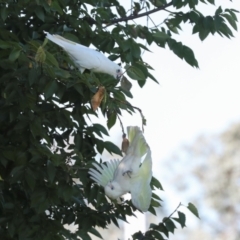 Cacatua sanguinea at Sullivans Creek, Lyneham South - 16 Apr 2024 10:55 AM