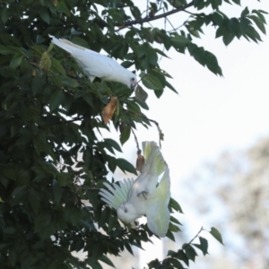 Cacatua sanguinea at Sullivans Creek, Lyneham South - 16 Apr 2024