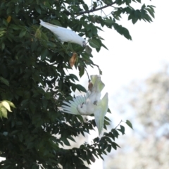 Cacatua sanguinea at Sullivans Creek, Lyneham South - 16 Apr 2024