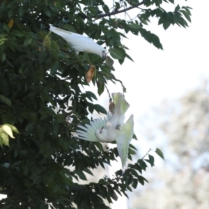 Cacatua sanguinea at Sullivans Creek, Lyneham South - 16 Apr 2024 10:55 AM