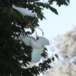 Cacatua sanguinea at Sullivans Creek, Lyneham South - 16 Apr 2024 10:55 AM