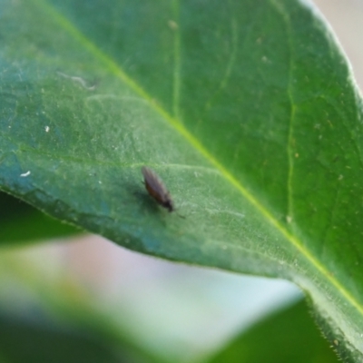 Sciaridae sp. (family) (Black fungus gnat) at Vincentia, NSW - 14 Apr 2024 by JodieR