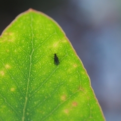 Sciaridae sp. (family) (Black fungus gnat) at Vincentia, NSW - 14 Apr 2024 by JodieR