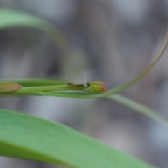 Lymantriinae (subfamily) (Unidentified tussock moths) at Vincentia, NSW - 14 Apr 2024 by JodieR