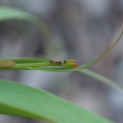 Lymantriinae (Subfamily) (A Tussock Moth) at Vincentia, NSW - 14 Apr 2024 by JodieR