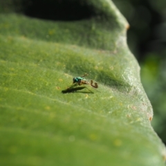 Syrphidae (family) at Vincentia, NSW - 14 Apr 2024 by JodieR