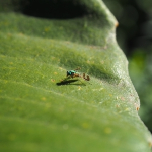 Unidentified True fly (Diptera) at suppressed by JodieR