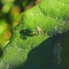 Dolichopodidae (family) at Vincentia, NSW - 14 Apr 2024 04:27 PM