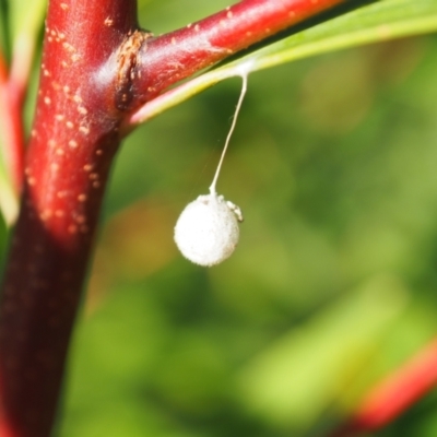 Unidentified Spider (Araneae) at suppressed - 14 Apr 2024 by JodieR