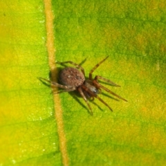 Badumna sp. (genus) (Lattice-web spider) at Vincentia, NSW - 14 Apr 2024 by JodieR