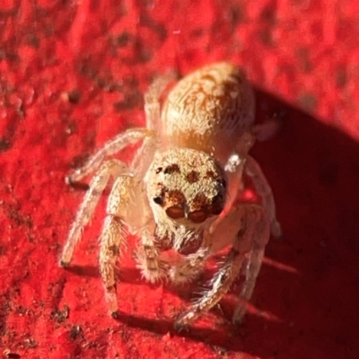 Opisthoncus grassator (Jumping spider) at Curtin, ACT - 16 Apr 2024 by Hejor1