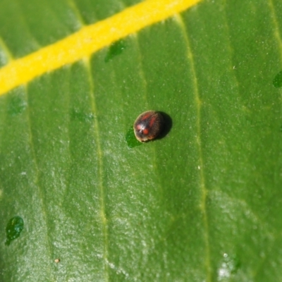 Coccinellidae (family) at suppressed - 14 Apr 2024 by JodieR