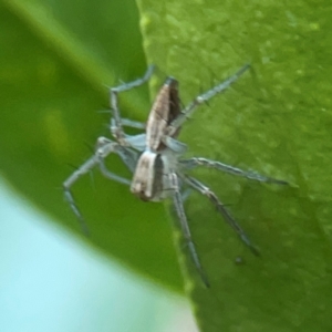 Oxyopes sp. (genus) at Curtin, ACT - 16 Apr 2024