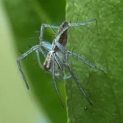 Oxyopes sp. (genus) at Curtin, ACT - 16 Apr 2024